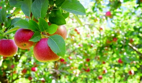 Apfelzügle – Überlingen – Aufenthalt in Meersburg